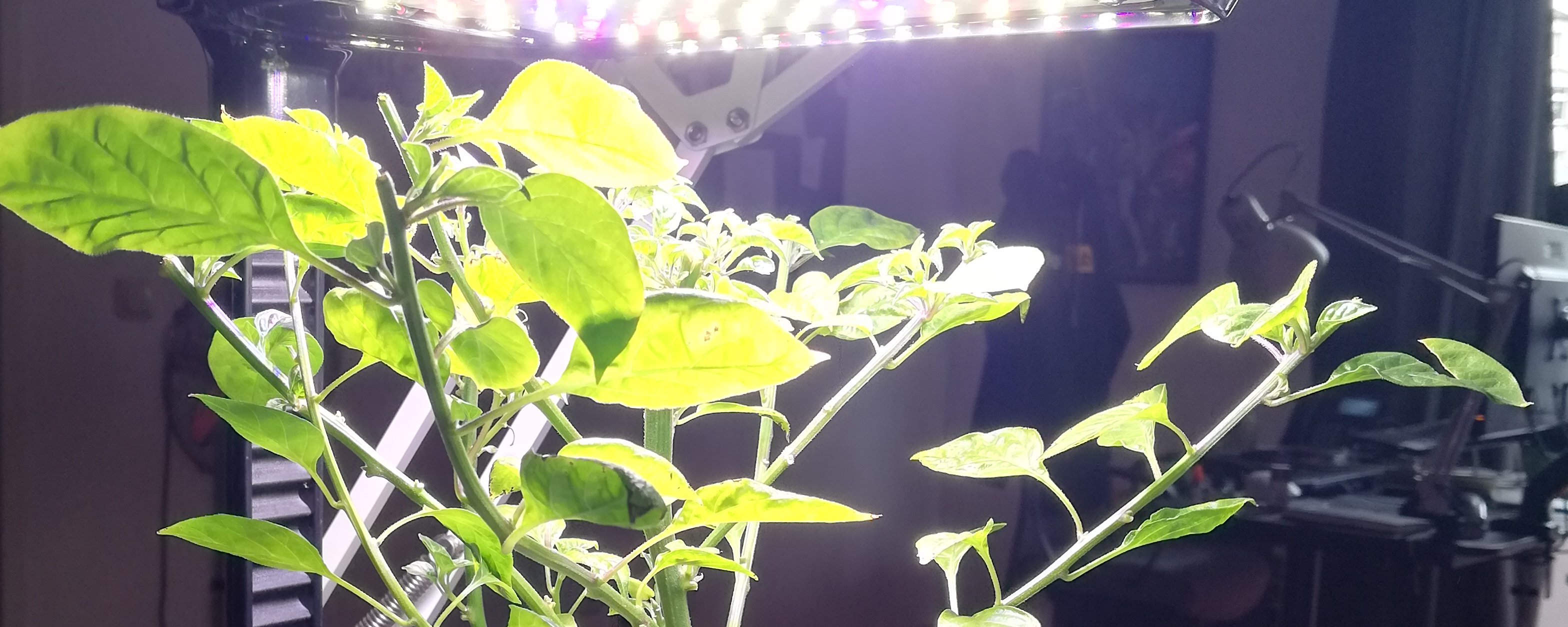 Aerogarden with Peperoni